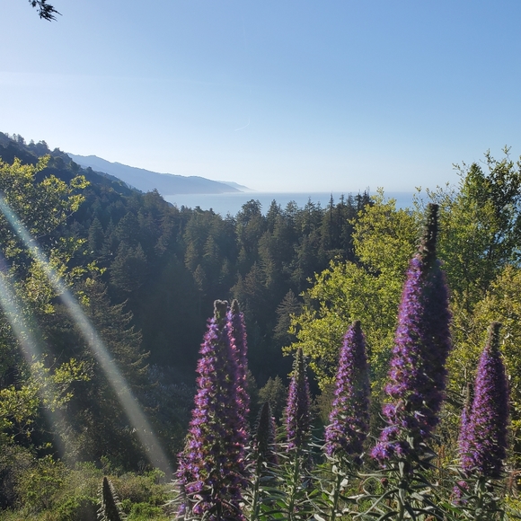 Meet your Posher, Celeste - Picture 8 of 16